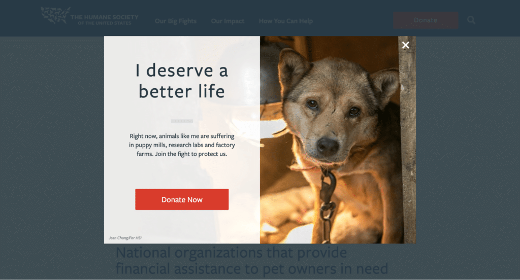 Nonprofit website design